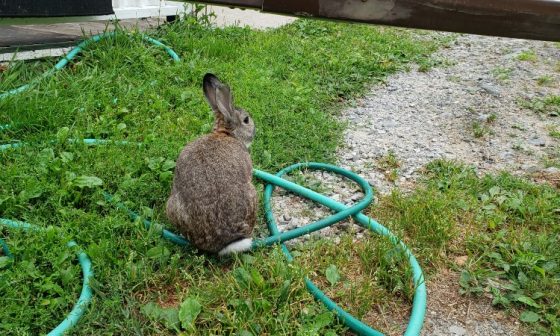 How To Get Rid Of Rabbits Under Deck, Shed, Porch or House