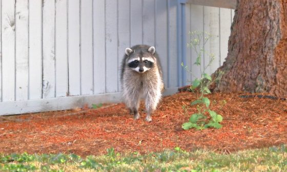 How to Keep Raccoons Away From Your Deck, Shed, House